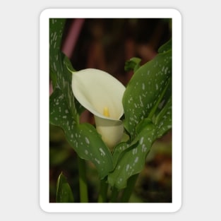 Calla Lily White Spotted Leaves Sticker